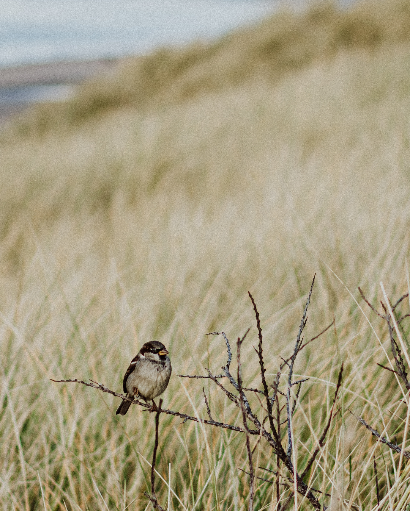 Vogel in de duinen